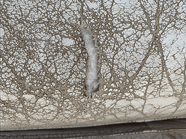 Screen-Shot-2021-02-05-at-9.41.09-am